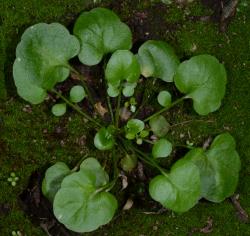 Cardamine grandiscapa. Plant with rosette leaves.
 Image: P.B. Heenan © Landcare Research 2019 CC BY 3.0 NZ